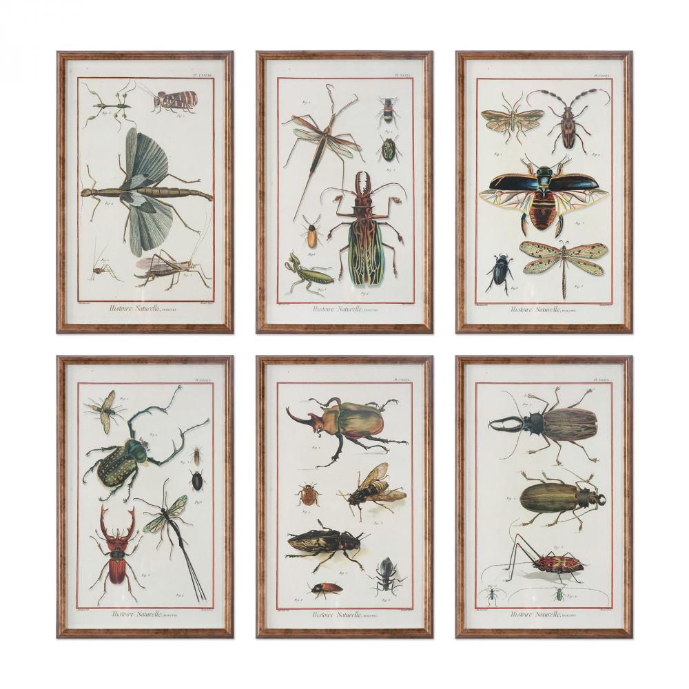 Uttermost Multi Insect Prints, S/6