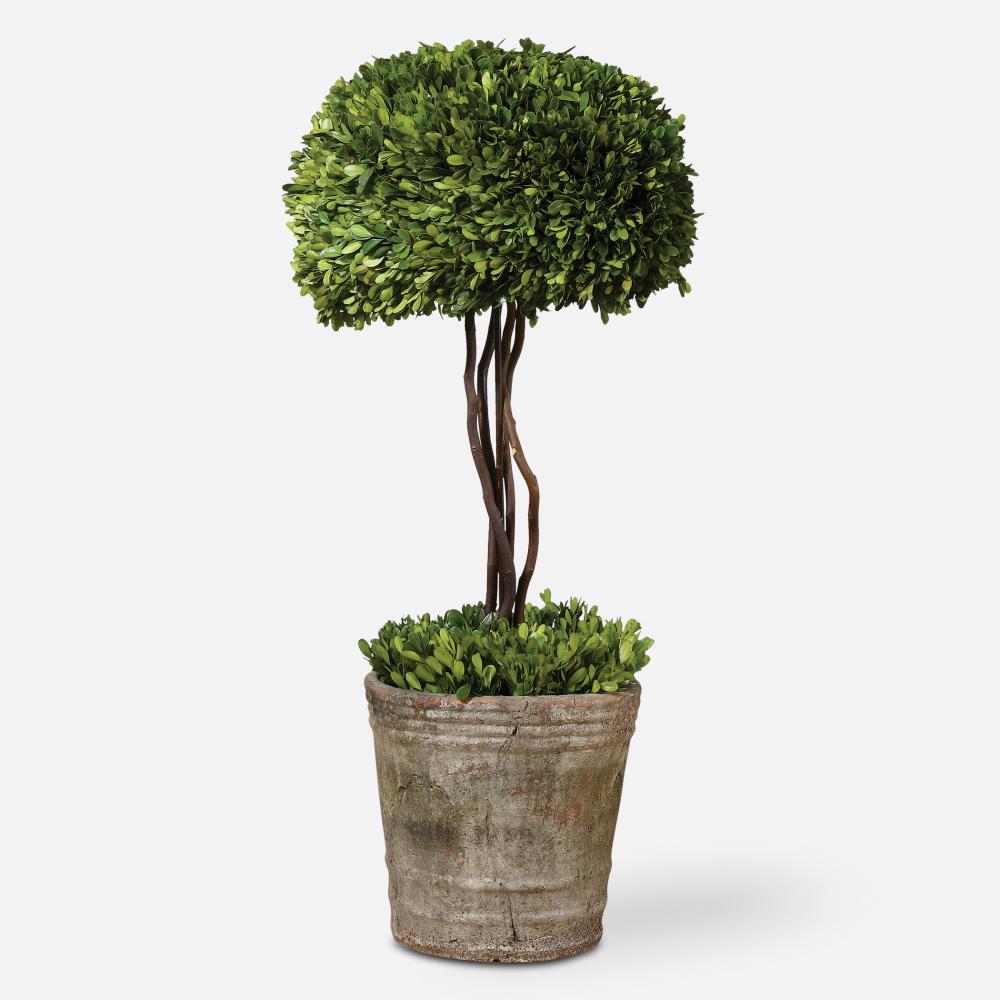 Uttermost Tree Topiary Preserved Boxwood