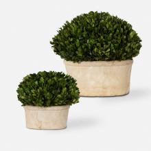  60107 - Uttermost Oval Domes Preserved Boxwood Set/2