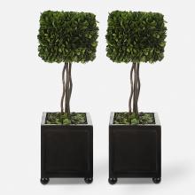 Uttermost 60187 - Uttermost Preserved Boxwood Square Topiaries, S/2